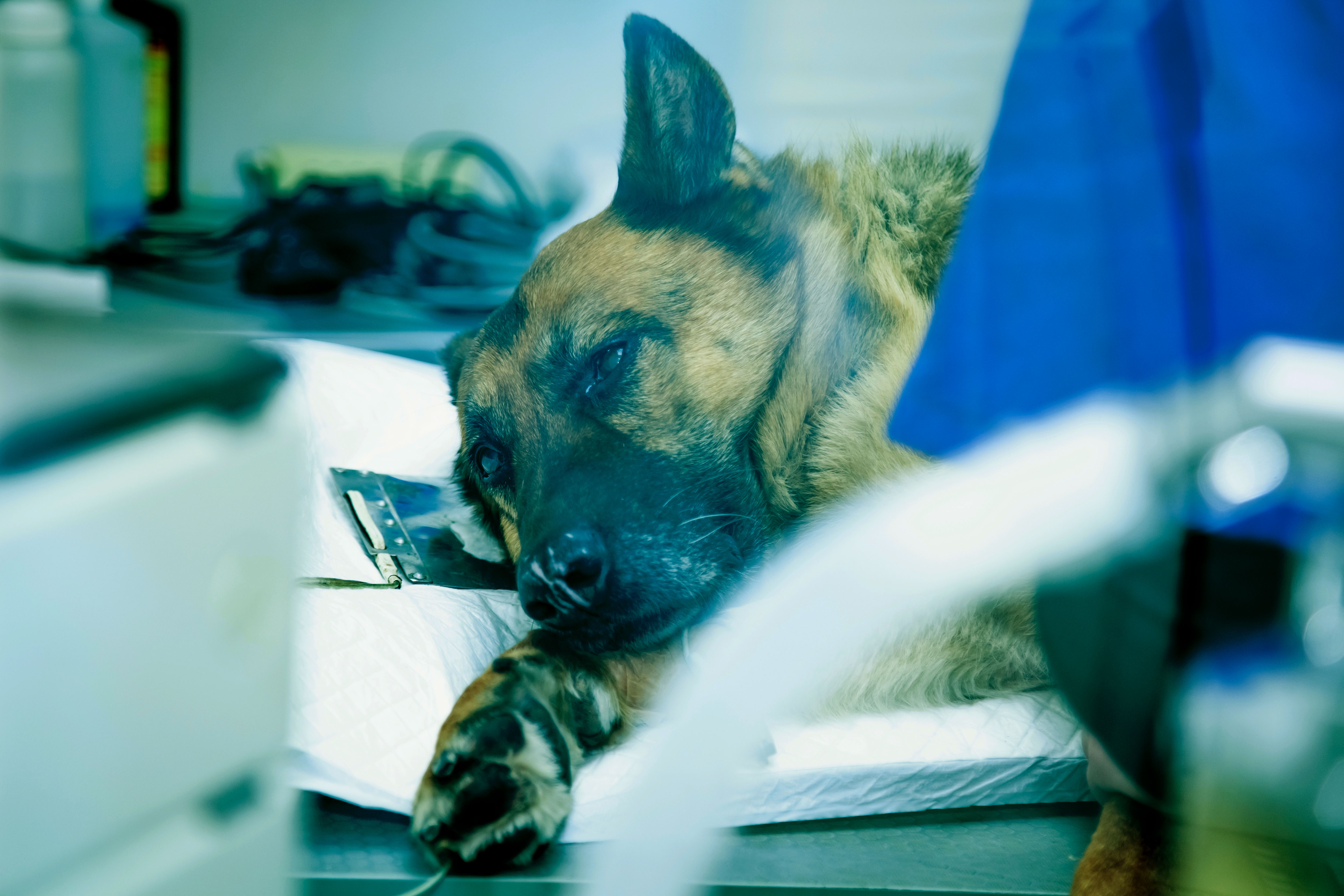 BSAVA: All courses BSAVA: All courses